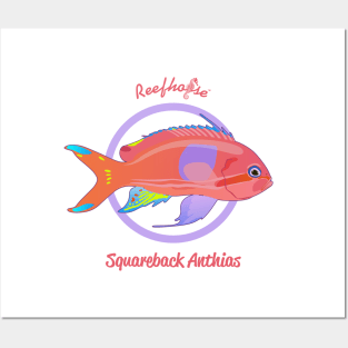 Squareback Anthias Posters and Art